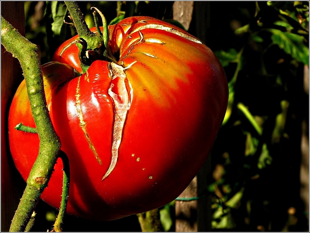 Rougir comme une Tomate !