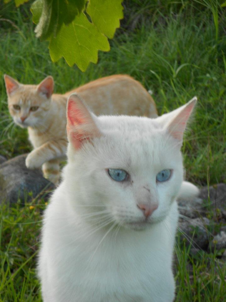 Rouki et Milky