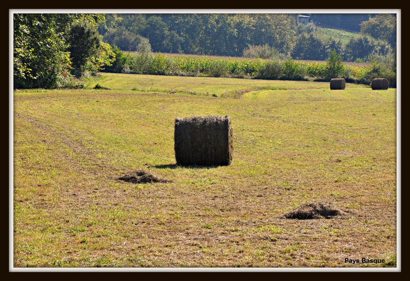 Rouleau de paille