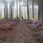 rouler dans la forêt !