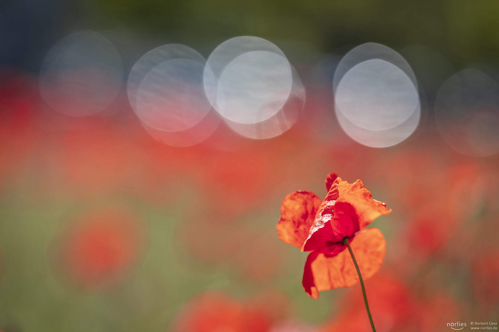 round reflections