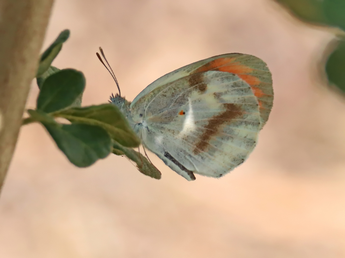 Round-winged Orange Tip