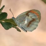 Round-winged Orange Tip