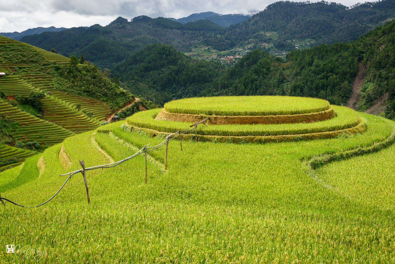 Rounded rice field