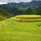 Rounded rice field