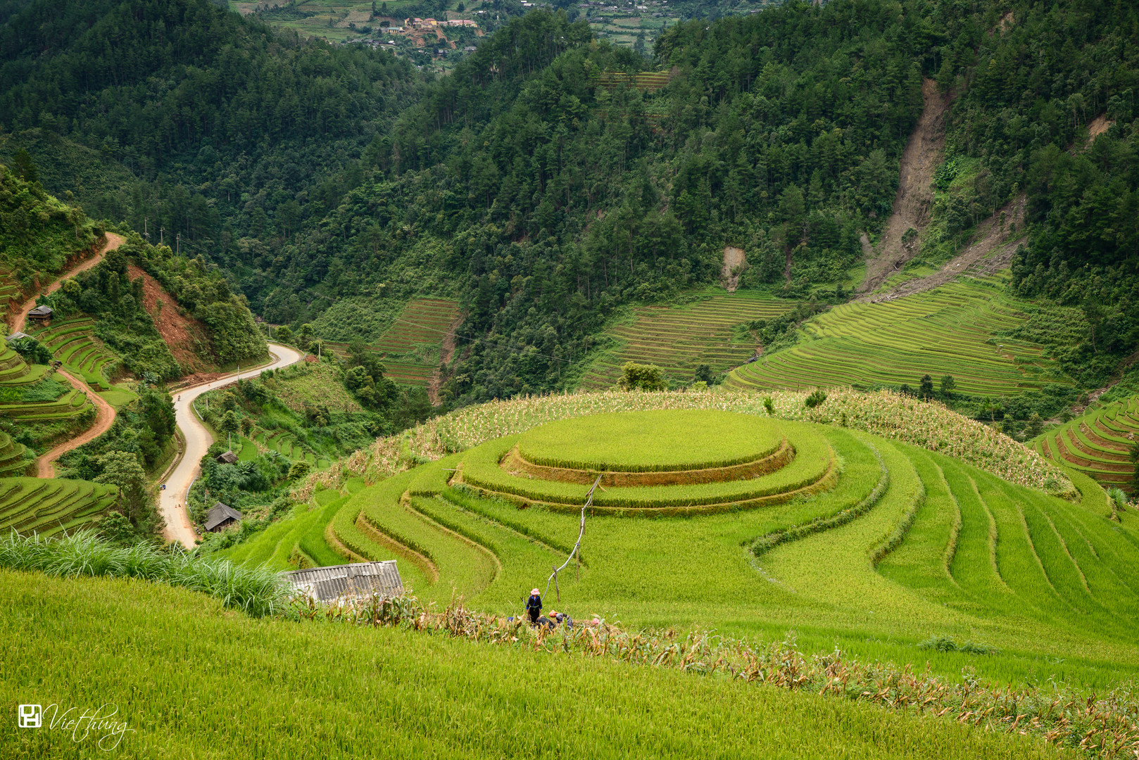 Rounded rice field