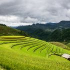 Rounded rice field