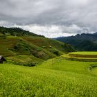 Rounded rice field