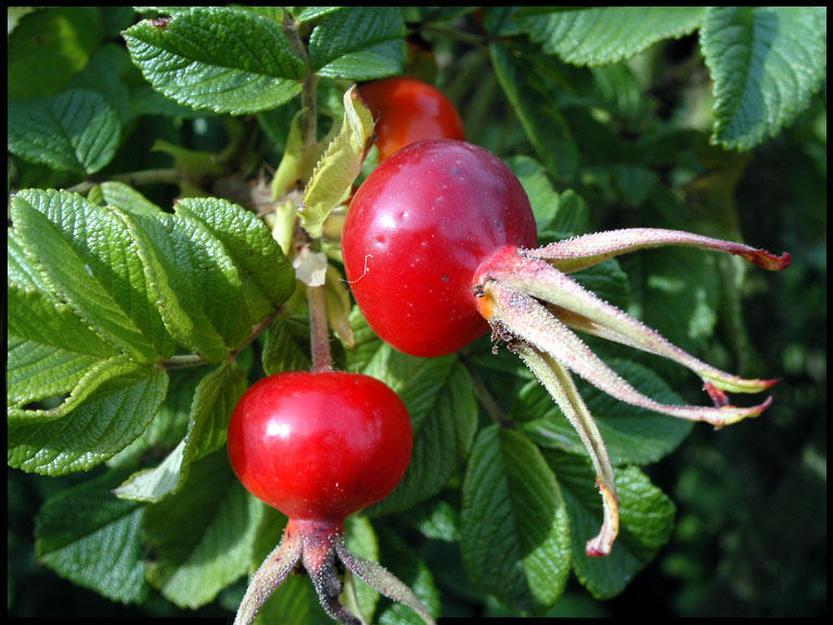 Rouse? Dog-rouse berries!