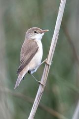 Rousserole effarvatte
