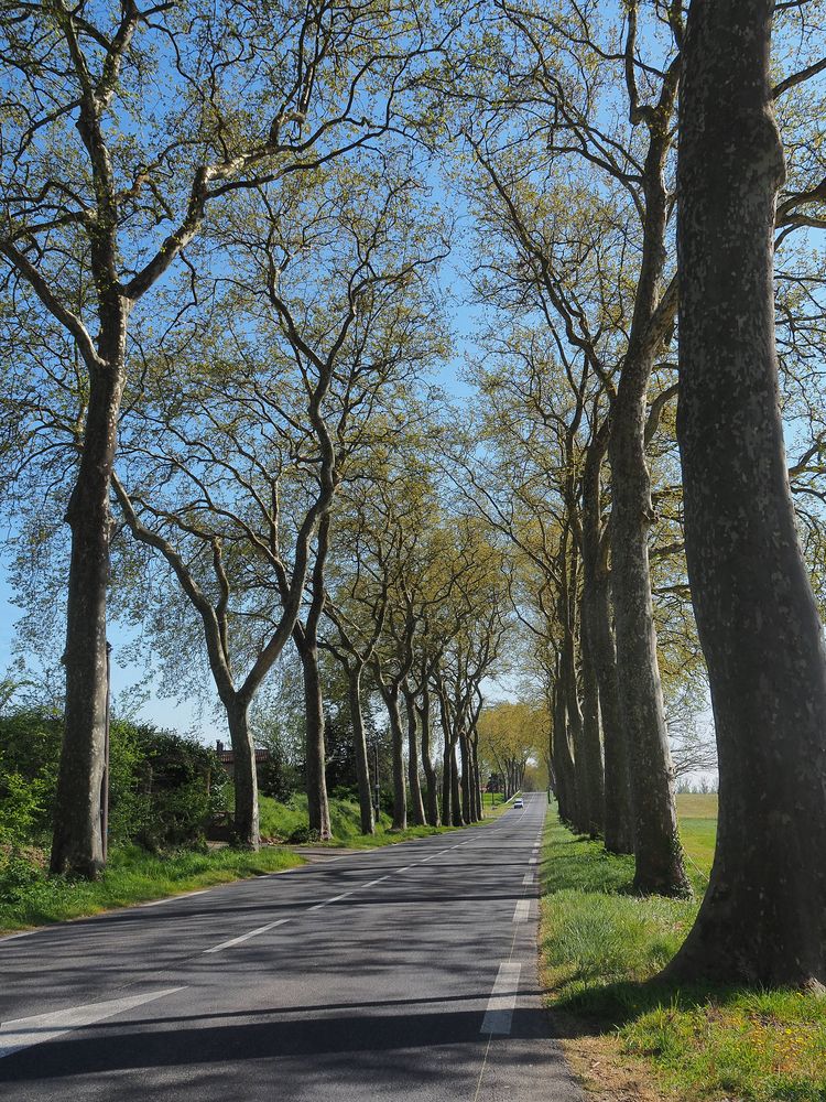 Route à platanes au printemps