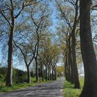 Route à platanes au printemps