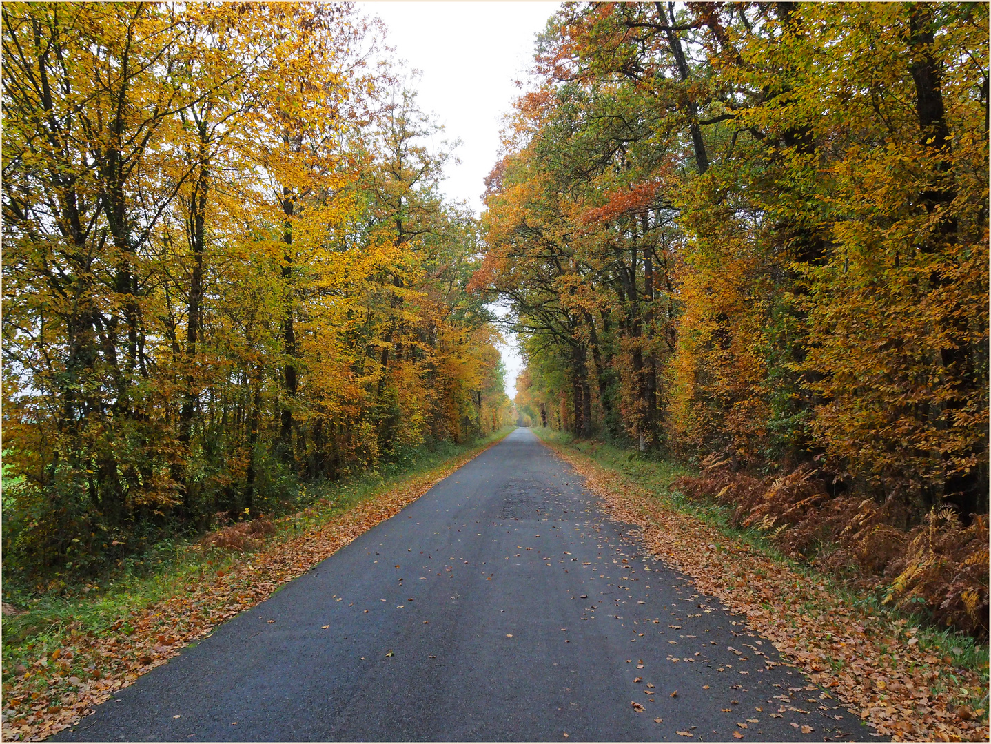 Route automnale dans le sud de la Vienne