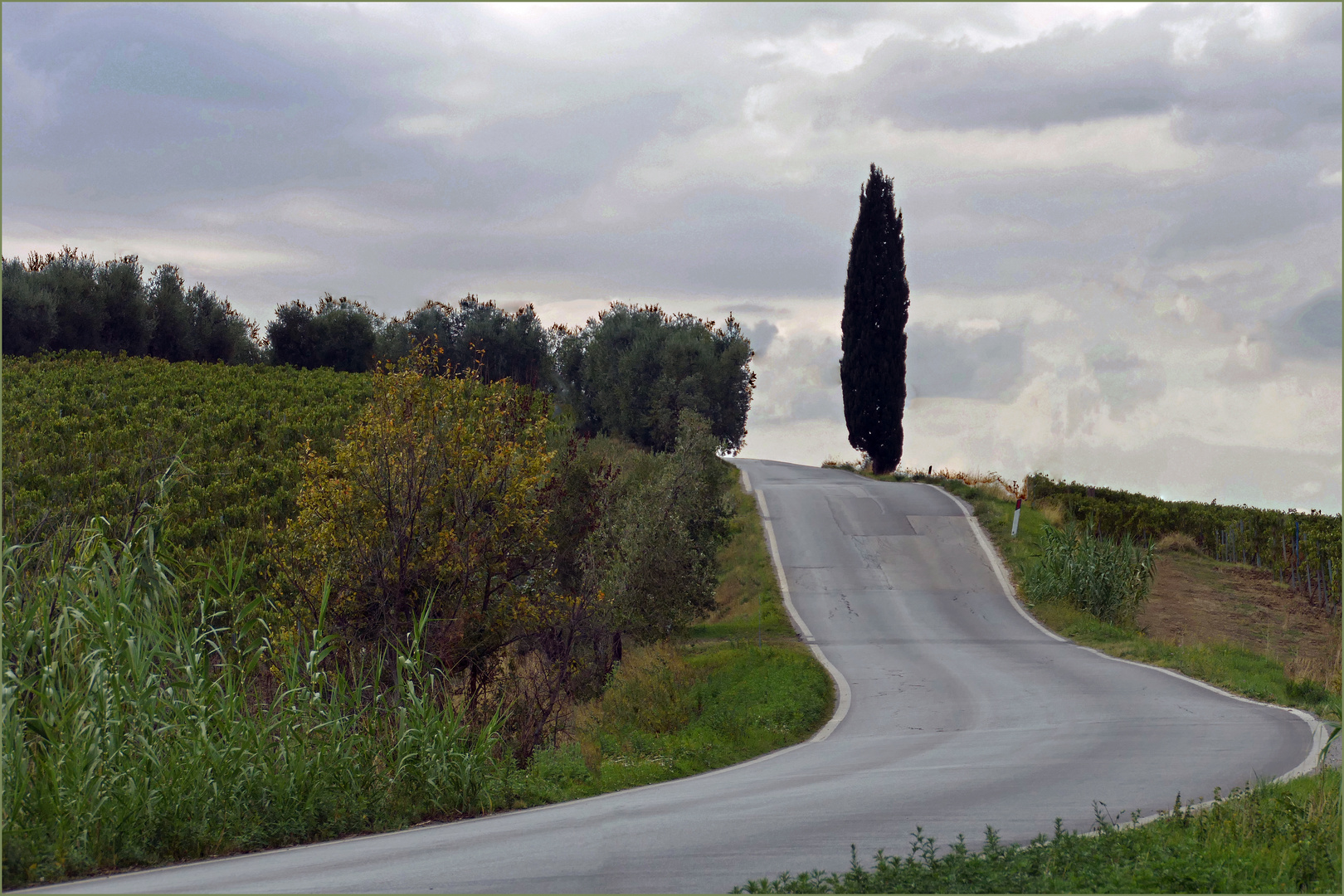 " route avec un cyprès ...."