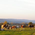 Route de Cézia - Jura