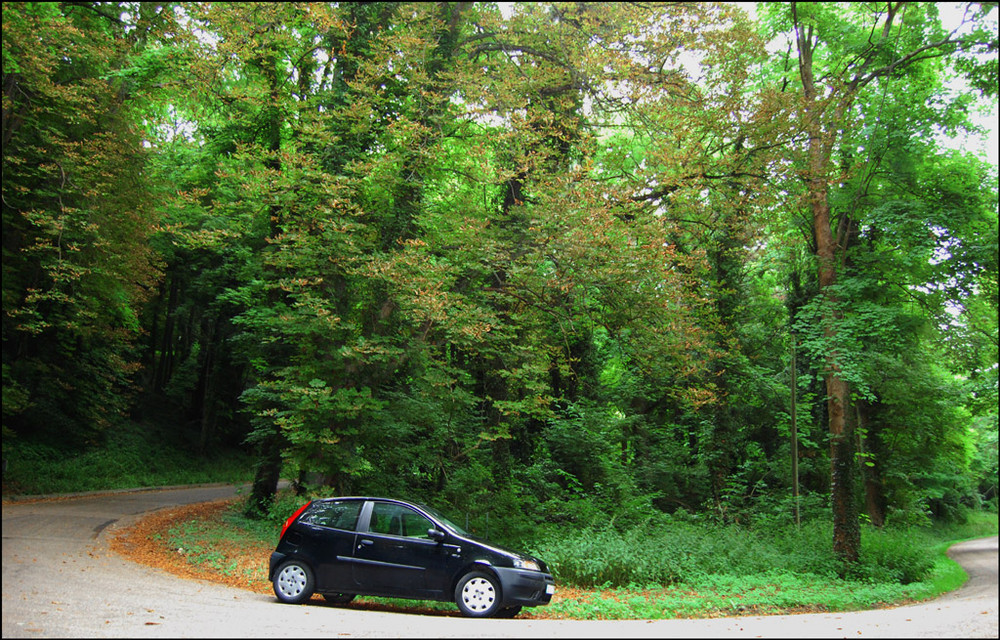 Route de forêt