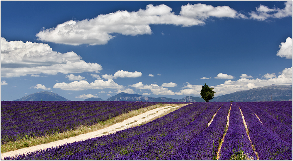 Route de la Lavande