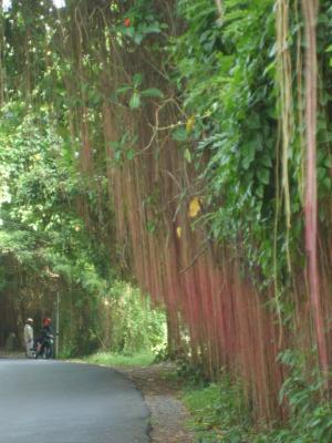 route de lianes à bali