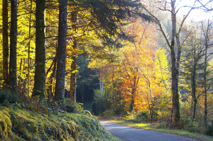 Route de Vescles à Anchay - Jura