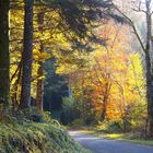 Route de Vescles à Anchay - Jura