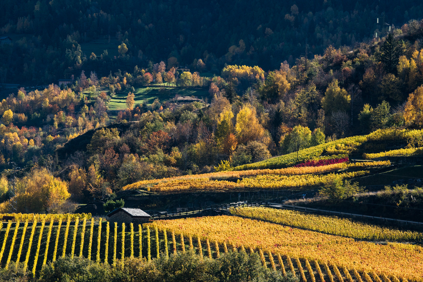  Route des vins de la Vallée d’Aoste 