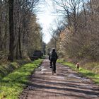 Route forestière 