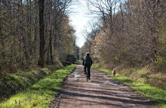 Route forestière 