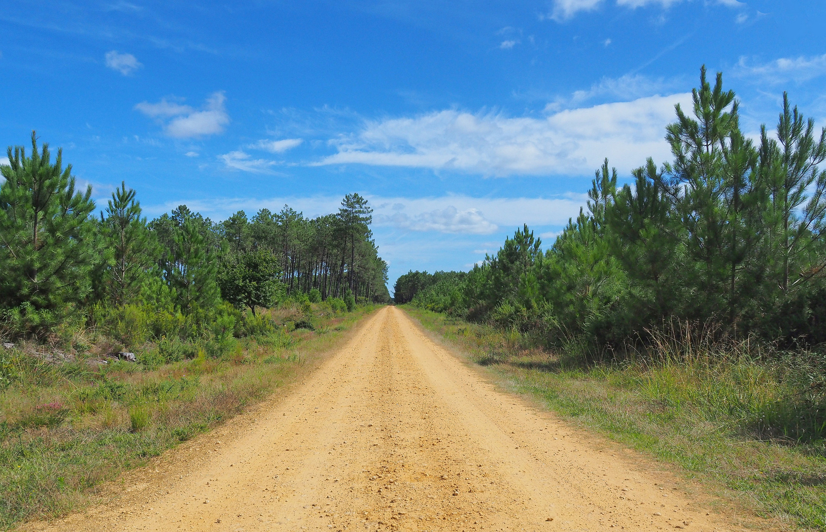 Route forestière dans la forêt des Landes