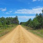 Route forestière dans la forêt des Landes