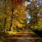 " Route forestière du Manet "