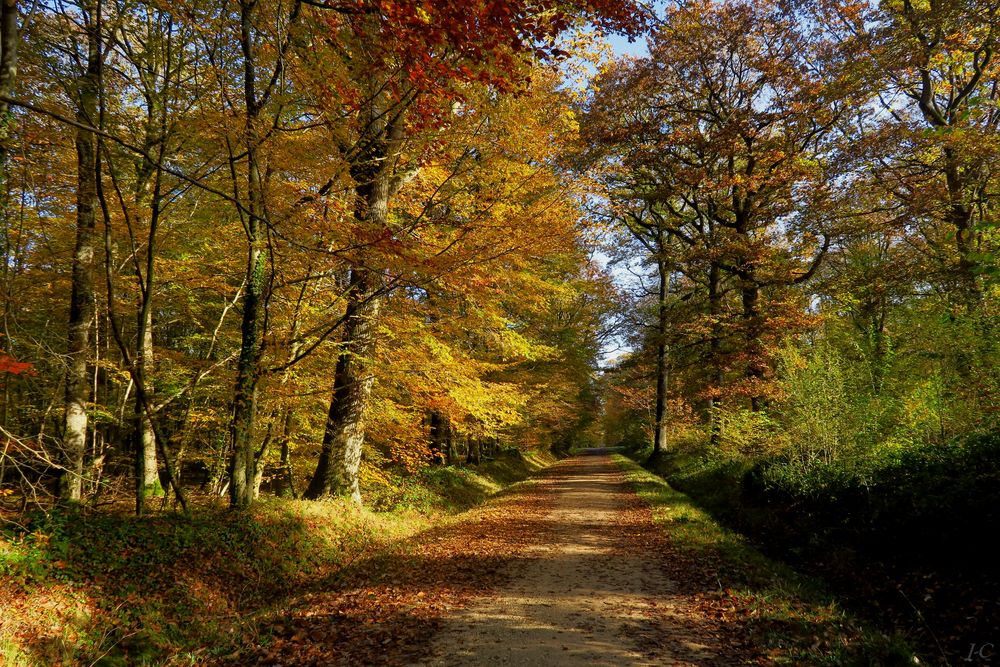 " Route forestière du Manet "