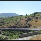 route longeant des vignes