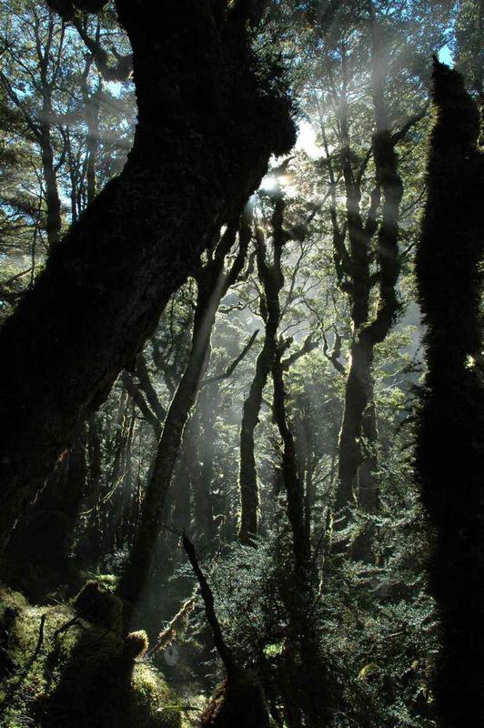 Routeburn Track / 2.Tag