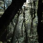 Routeburn Track / 2.Tag