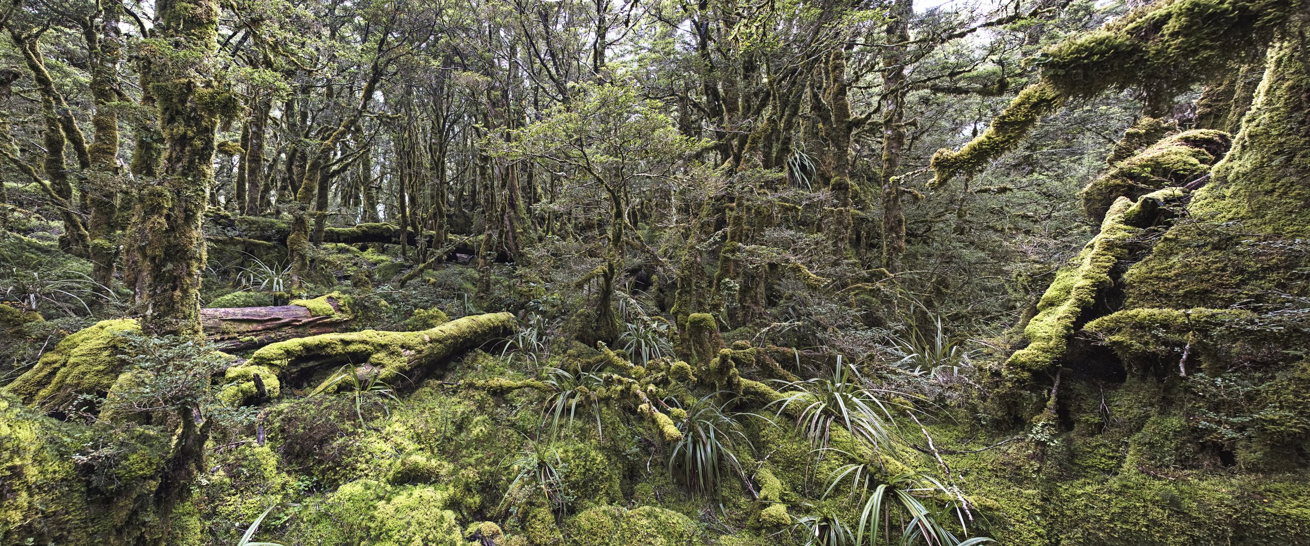 Routeburn Track