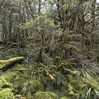 Routeburn Track