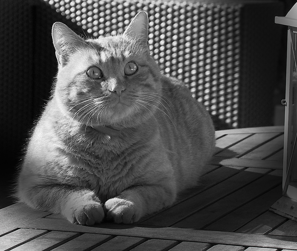 Roux en black and white