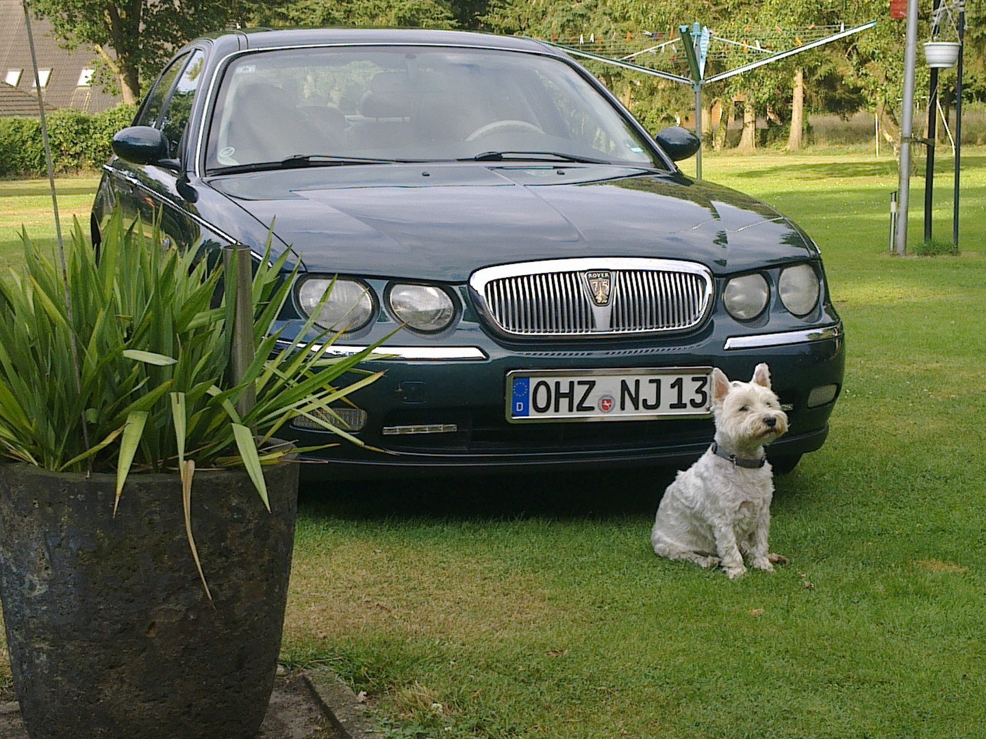 Rover 75 - West-Highland-Schnüffel vor englischem Edelrost