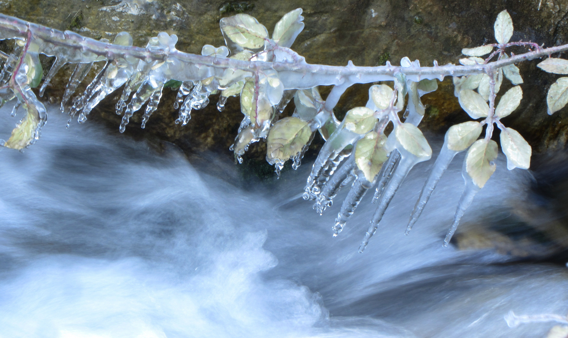 Rovi stando lungo il torrente