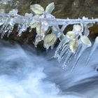 Rovi stando lungo il torrente