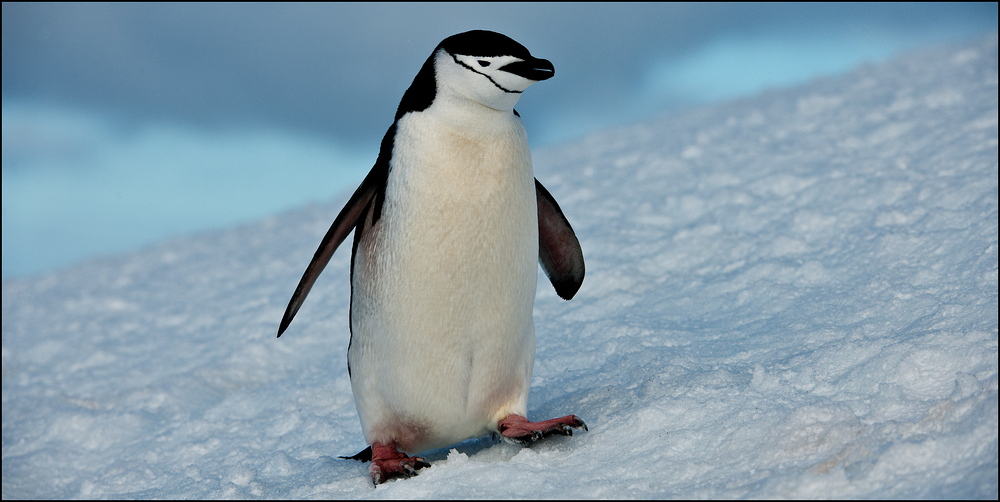 [ Roving the Antarctic Peninsula ]