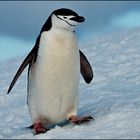 [ Roving the Antarctic Peninsula ]