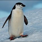 [ Roving the Antarctic Peninsula ]