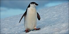 [ Roving the Antarctic Peninsula ]