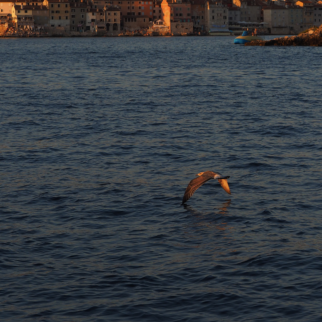 Rovinj mit Möwe im Abendlicht