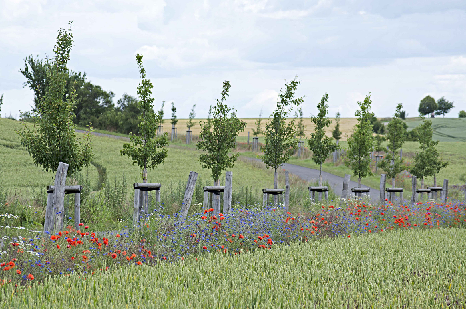 Row of trees and amapoles