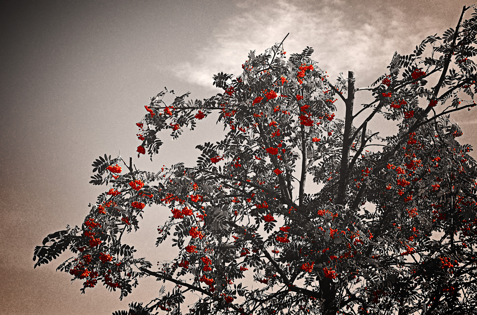 Rowan Berries