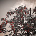 Rowan Berries