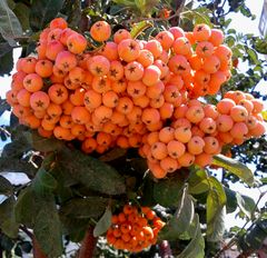 Rowan Golden bunch