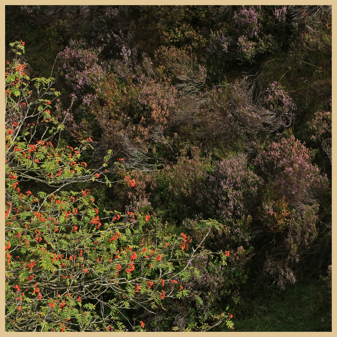 rowan tree and heather